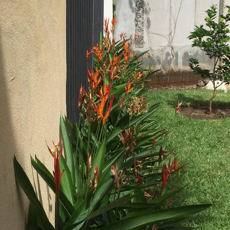 Airport Rio Segundo Studio Bed & Breakfast Alajuela ภายนอก รูปภาพ
